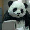 Portrait de Panda