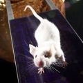Portrait de Beautiful-mouse