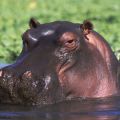 Portrait de Hippopotame
