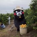 Portrait de Kumamon