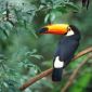 Portrait de Mr-Toucan