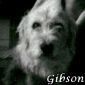 Portrait de Gibson