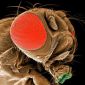 Portrait de Drosophila melanogaster