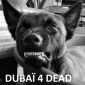 Portrait de Dubaï4dead