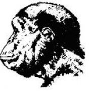 Portrait de Australopithecus africanus