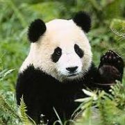 Portrait de panda-sournois