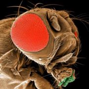 Portrait de Drosophila melanogaster