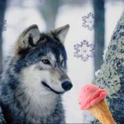 Portrait de Quentin-The-Icy-Wolf